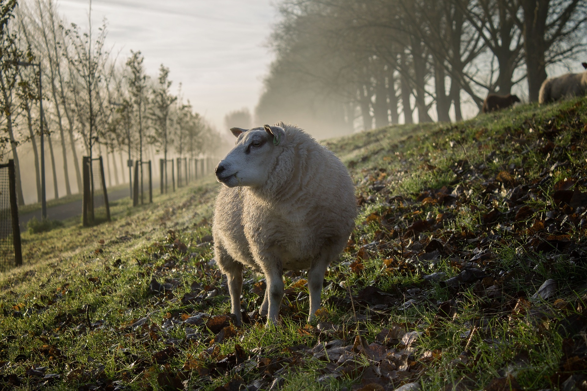 4.44 Sheep In Agroforestry Project Courtesy Agricultural And Rural Convention